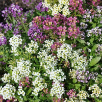 Alyssum seeds «Magic mix»