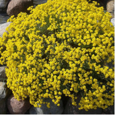 Alyssum seeds «Golden pollen»