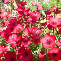 Flax grandiflora seeds «Rubrum»