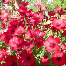 Flax grandiflora seeds «Rubrum»