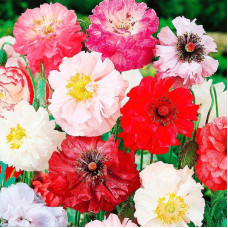 Poppy terry seeds
