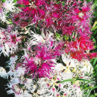 Carnation seeds «Lush mix»