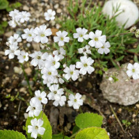 Gypsophila creeping white