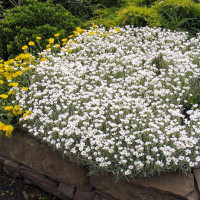 Boreal chickweed seeds