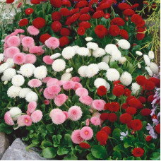 Bellis seeds «Pompom Mix»