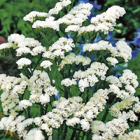 Limonium (statice) seeds «Iceberg»