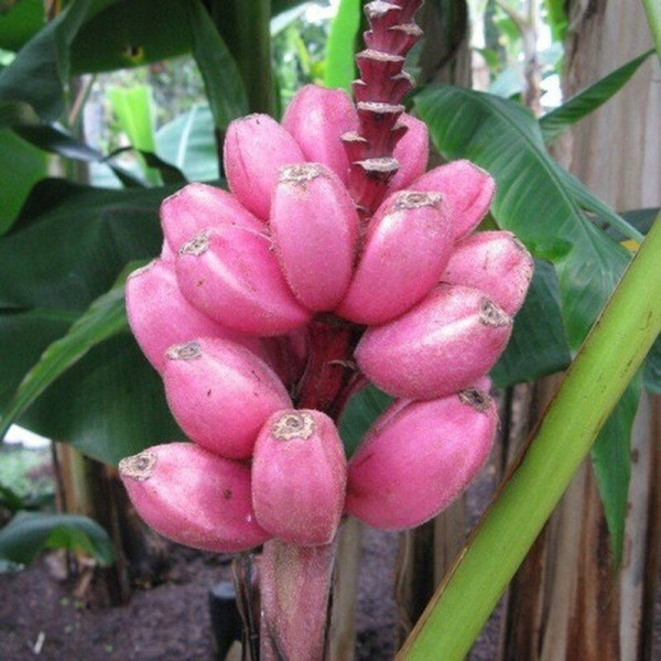 Hairy banana seeds