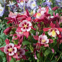 Columbine dwarf seeds (mix)