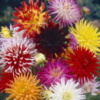 Dahlia seeds «Cactus Mix»
