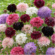 Scabiosa seeds «Mix»