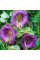 Cobaea seeds «Purple»