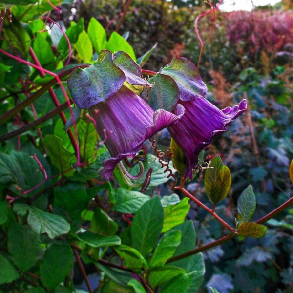 Cobaea seeds «Purple»