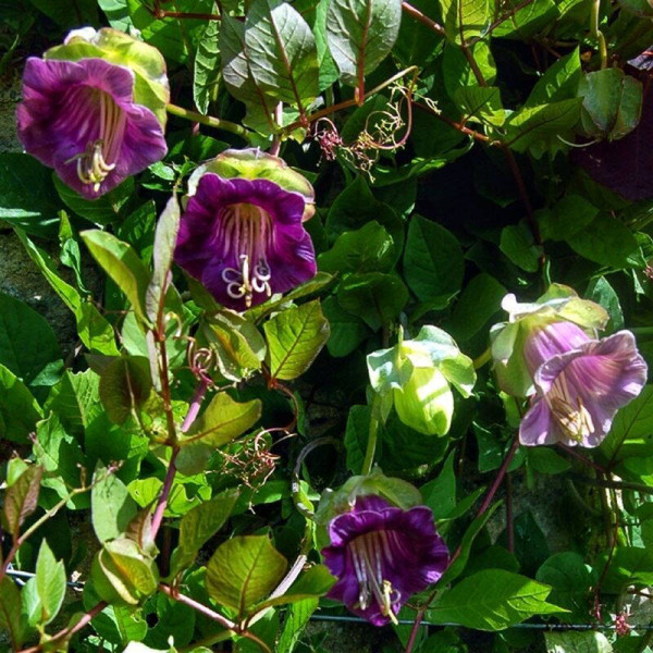 Cobaea seeds «Purple»