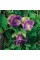 Cobaea seeds «Purple»