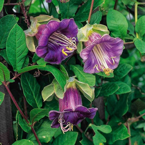 Cobaea seeds «Purple»