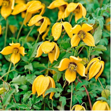 Clematis seeds «Tangut»