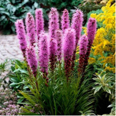 Blazing star seeds «Pink»