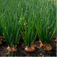 Onion seeds «Forty teeth»