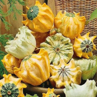 Pumpkin seeds «Scheherazade stars»