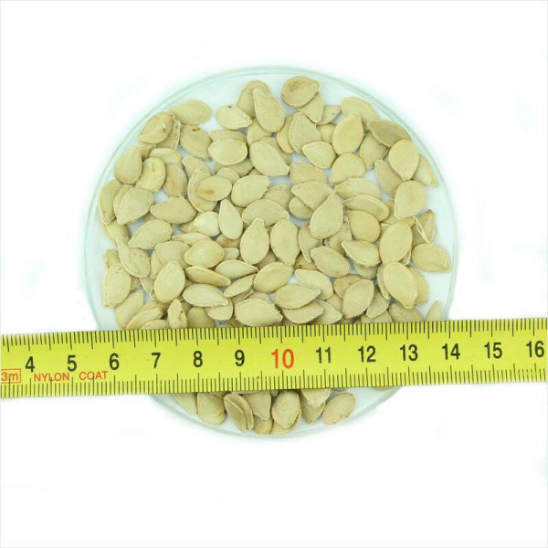 Pumpkin seeds «Scheherazade stars»