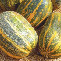 Pumpkin seeds «Turka»