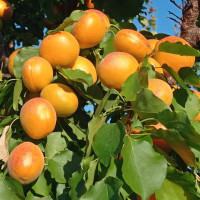 Apricot seeds «Kalirovka»