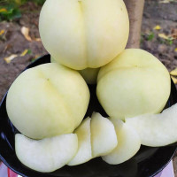 Насіння персика «Ice peach» (Айс піч)