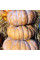 Pumpkin seeds «Balsam»