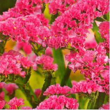 Limonium pink (statice) seeds