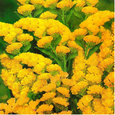 Limonium yellow (statice) seeds