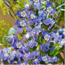 Limonium light-blue (statice) seeds