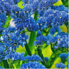 Limonium blue (statice) seeds