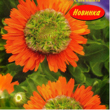 Calendula seeds «Green heart»