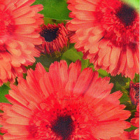 Calendula seeds «Pink surprise»