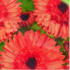 Calendula seeds «Pink surprise»
