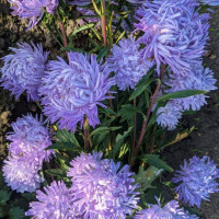 Aster seeds «Blue vortex»