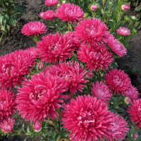 Aster seeds «Fire pearl»