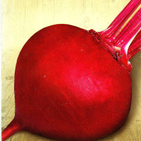Beet seeds «Red Bull»