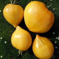 Tomato seeds «Yellow scallops»