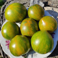 Tomato seeds «Dwarf Babylons Glow»