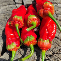 Hot pepper seeds «7 Pot Bubblegum red»