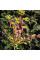 Hot pepper seeds «Pimenta de Neyde Trinidad Douglah»