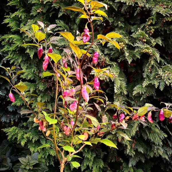 Hot pepper seeds «Pimenta de Neyde Trinidad Douglah»
