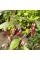 Hot pepper seeds «Pimenta de Neyde Trinidad Douglah»
