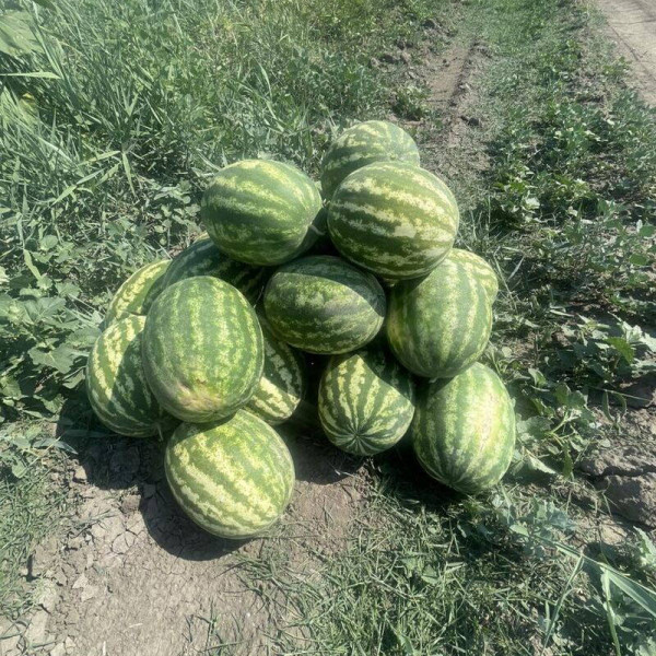Насіння кавуна «Максимус»