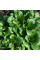 Valerianella salad seeds