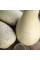 Calabash seeds «For rootstock»