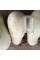 Calabash seeds «For rootstock»