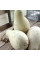 Calabash seeds «For rootstock»