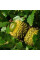 Macedonian oak seeds